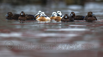 BB 13 0464 / Polysticta stelleri / Stellerand